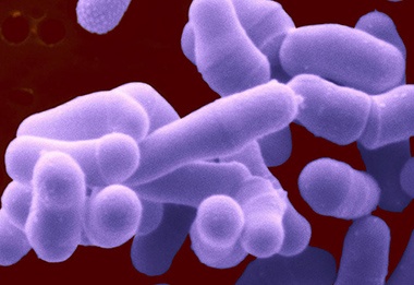 Bifidobacterium Adolescentis