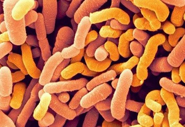 Bifidobacterium Breve Probiotics